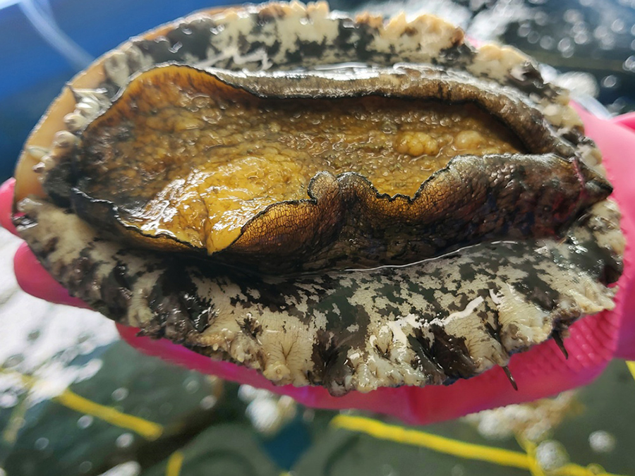 wild live abalone