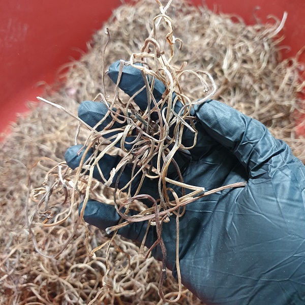 Korean dried sweet potato stem