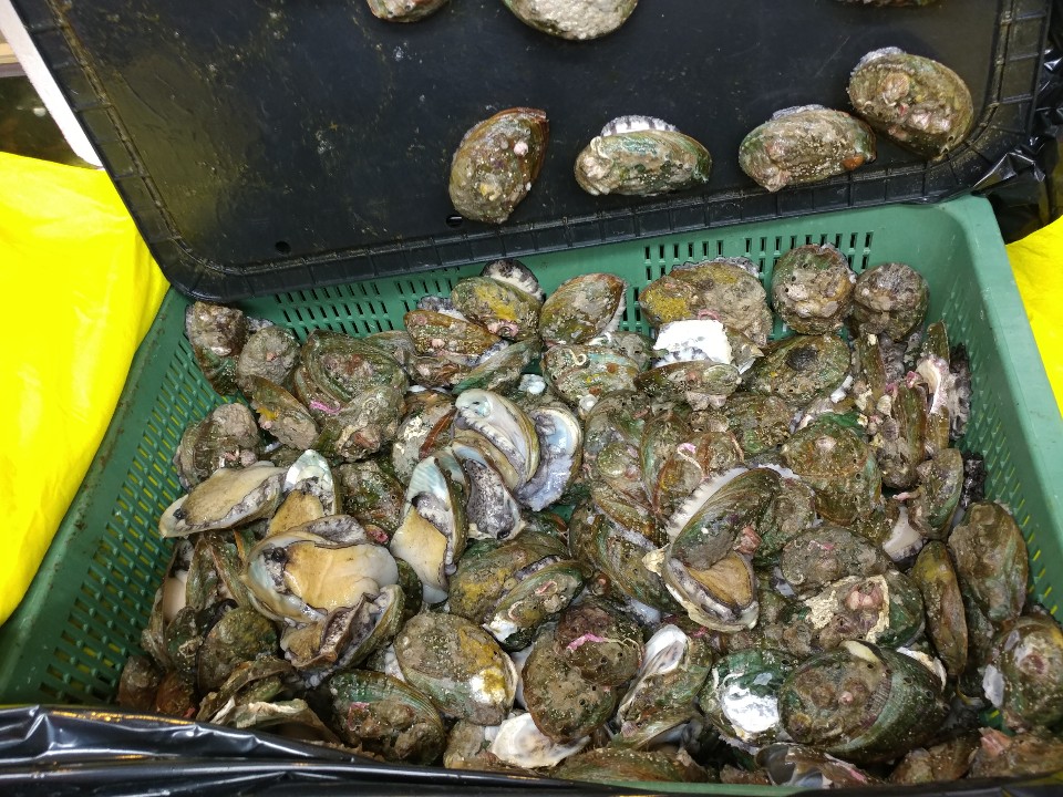 Live abalone