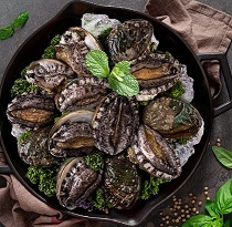 LIVE ABALONE