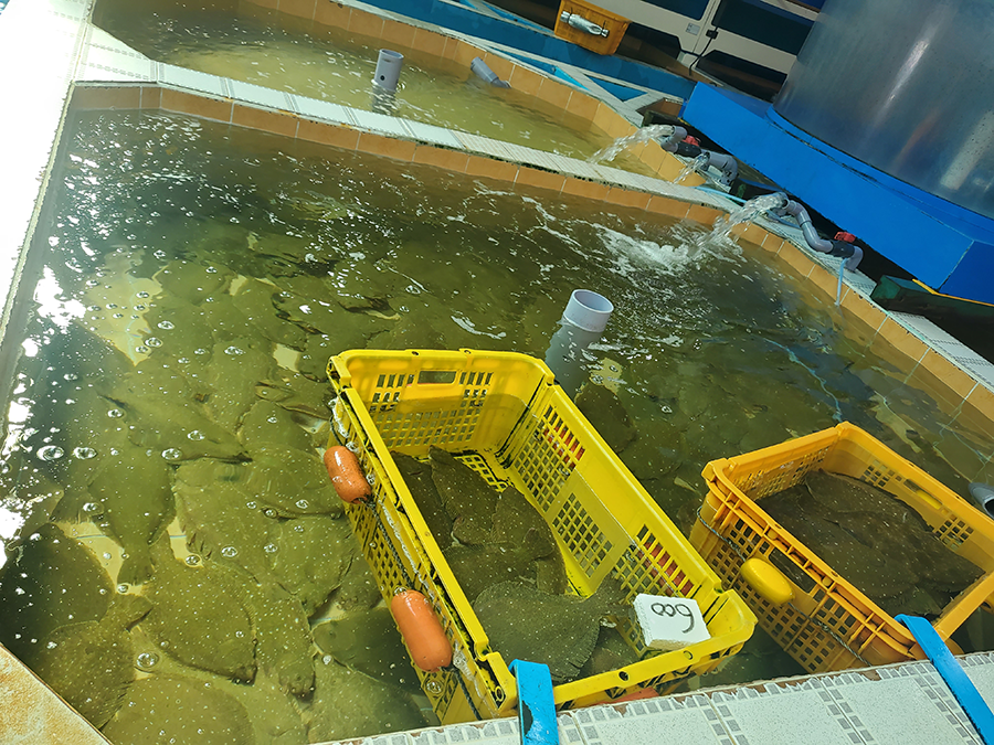 live flatfish, live flounder