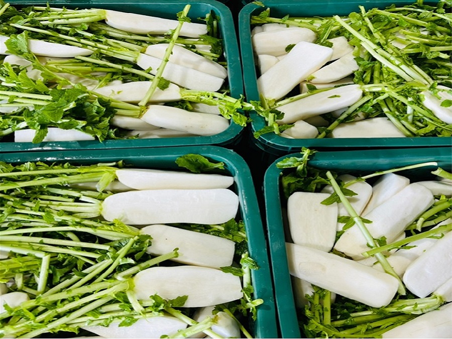 young radish