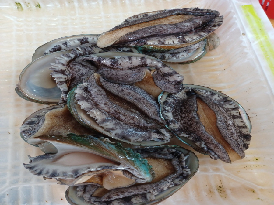 frozen abalone