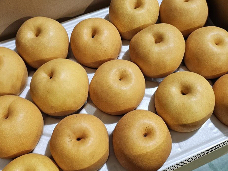 KOREAN SHINGO PEARS