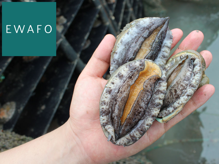 Abalone (XL size)