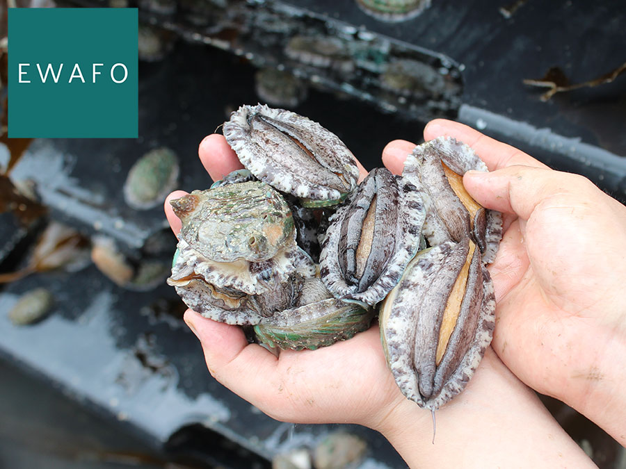 Abalone (M size)