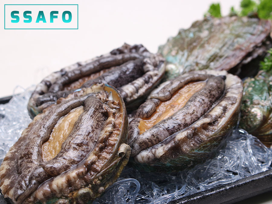 Live abalone (XL size)