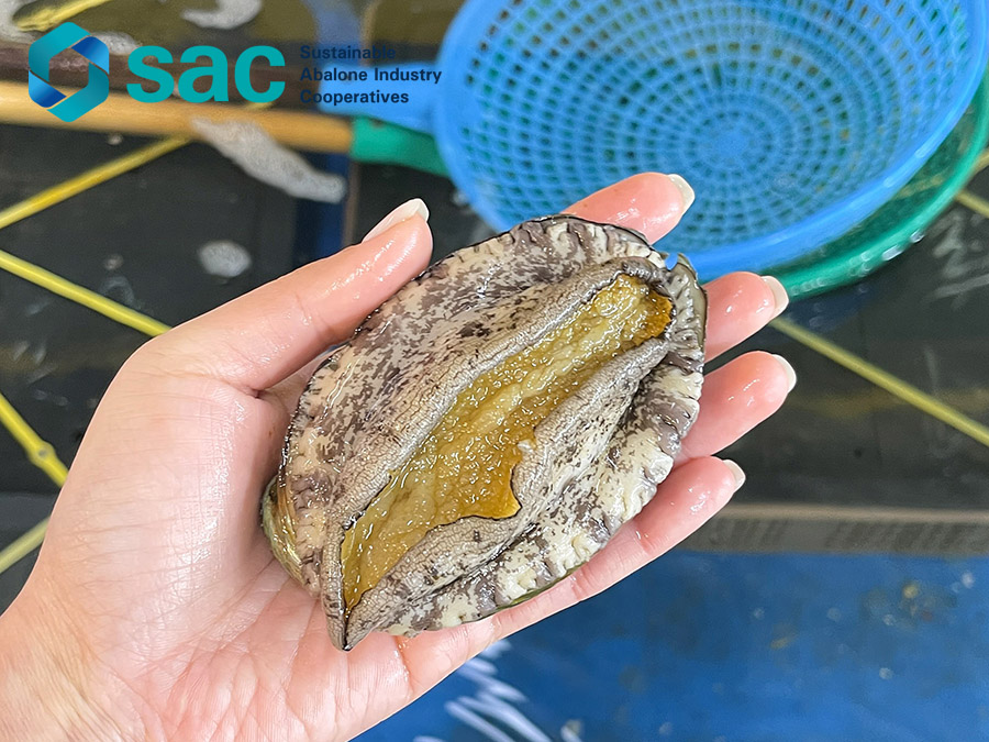 Live abalone (L size)