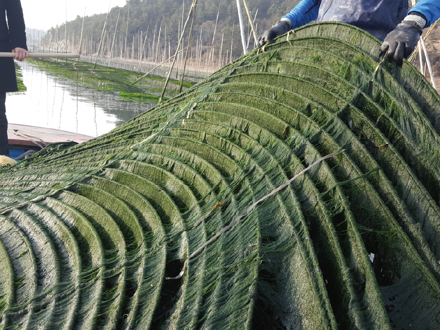 Dry seaweed fulvescens 2g *30ea