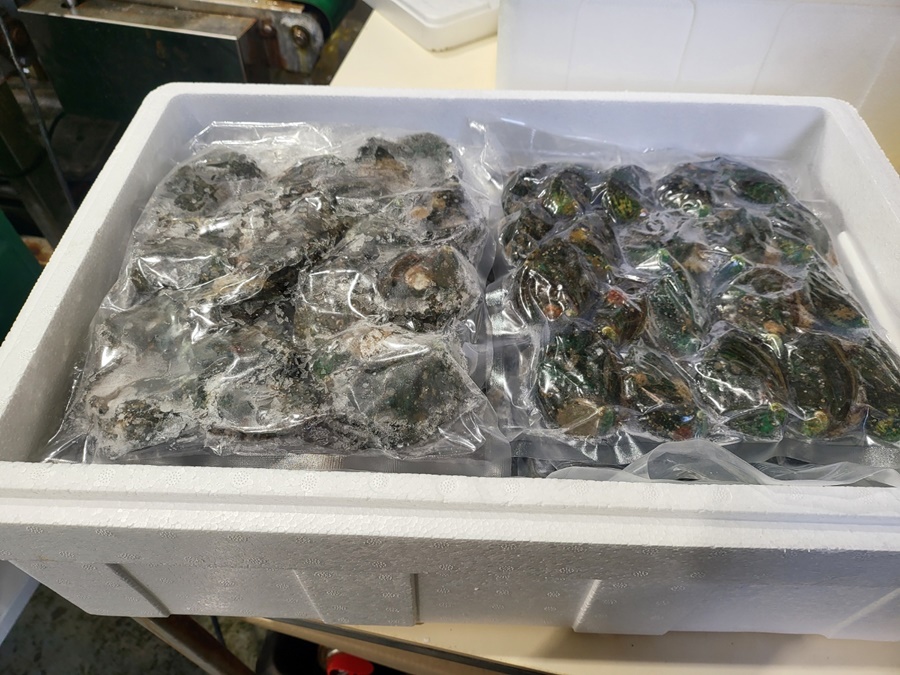 Frozen abalone,Live, fresh or chilled abalone